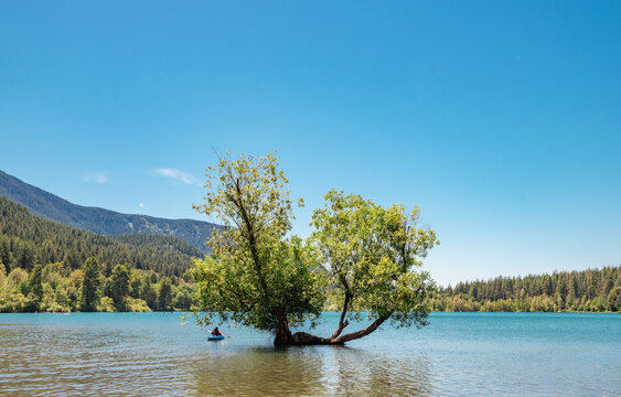 kayaking on rattlesnake lake by a tree in seattle washington