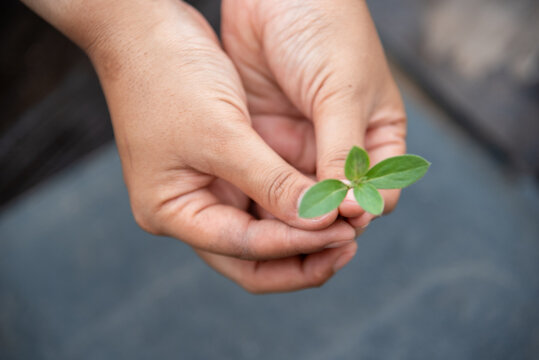 Farmer hands holding growth small tree life beginnings. Hand holding sapling tree seedling sustainable green environment social governance ESG concepts. . Sustainable Green Business responsibility