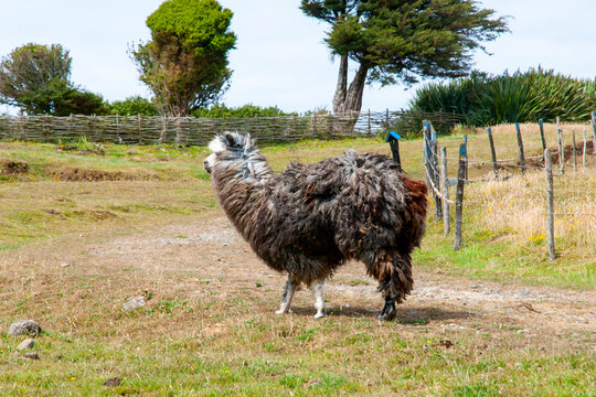 Alpaca in Enclosure - Chile