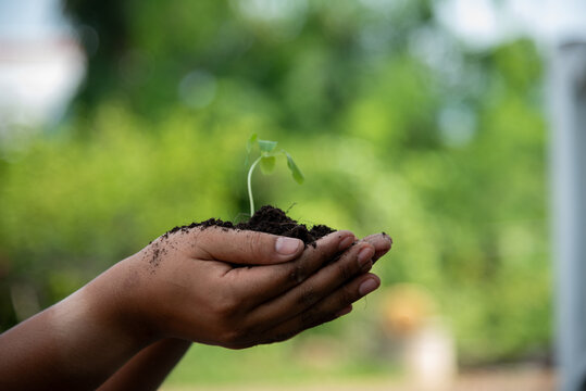 Hand holding sapling tree seedling sustainable green environment social governance ESG concepts. Farmer hands holding growth small tree life beginnings. Sustainable Green Business responsibility.