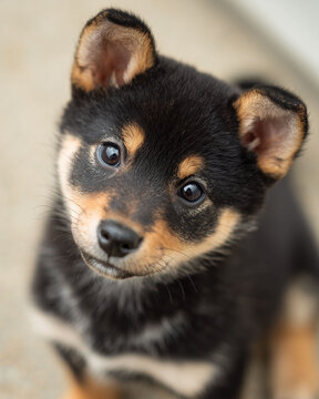 うるんだ目で見つめる仕草がたまらない柴犬（黒柴）の子犬ポートレート