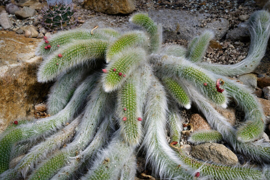 A long, hairy Cleistocactus colademononis (Monkey Tail Cactus) with soft white spines and red buds growing in a botanical greenhouse.