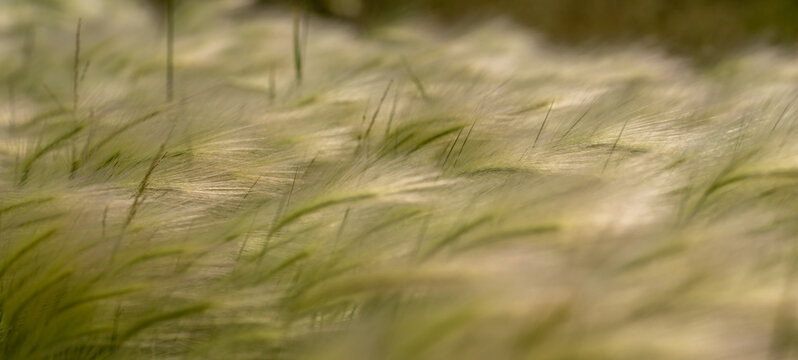 Macro close-up of pale yellowish green rye grass heads blowing in a strong wind. Silky Foxtail Barley Grass Swaying Softly in the Summer Wind
