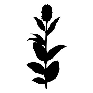 Silhouette of a Flower with Leafy Stem.