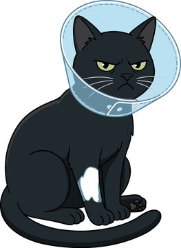 Cute grumpy cartoon black cat wearing a plastic veterinary Elizabethan cone of shame medical recovery collar isolated on plain white background
