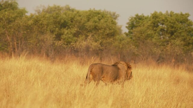 Footage of proud walk of a gigantic wild male lion (Panthera leo). The Lord of Forest.