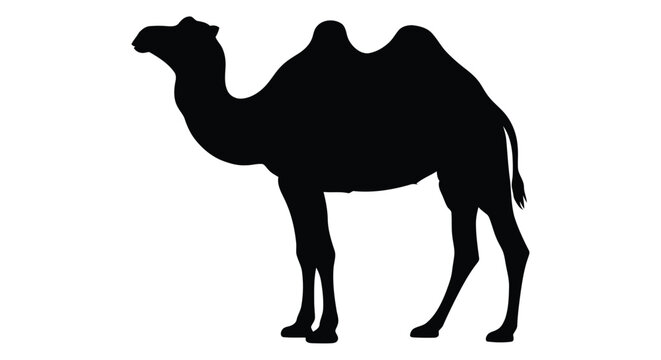 Silhouette of a dromedary camel standing in profile against a white background