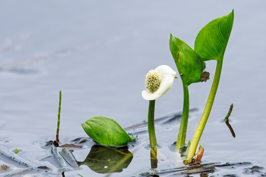 White March Calla Lily is Still Waters