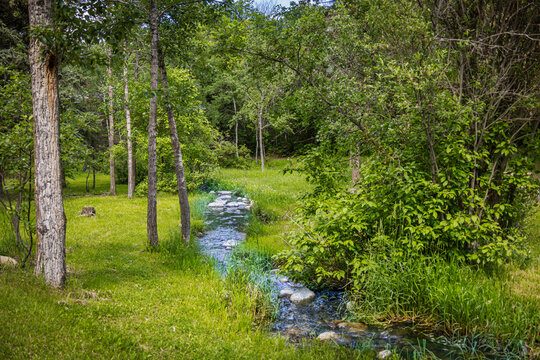 Small Creek Flowing Through Lush Green Forest in Summer.
