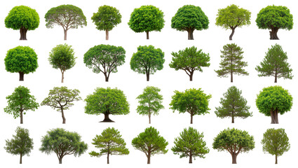 Isolated diverse collection of vibrant green trees and bushes for architecture and landscape design © David