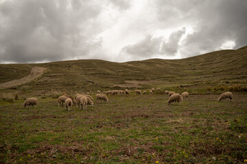 Fototapeta premium several sheep grazing in a meadow near mountains, with a cloudy sky in the background