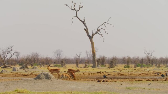 Impala herd drinking water with Namaqua sandgrouse and Helmeted Guineafowl in south africa.