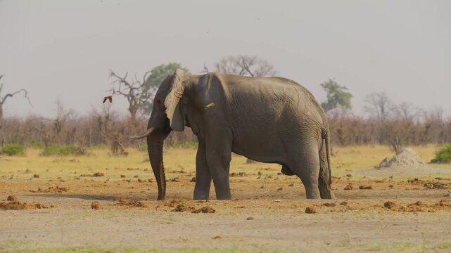 A big male elephant standing in a sand storm in south africa.