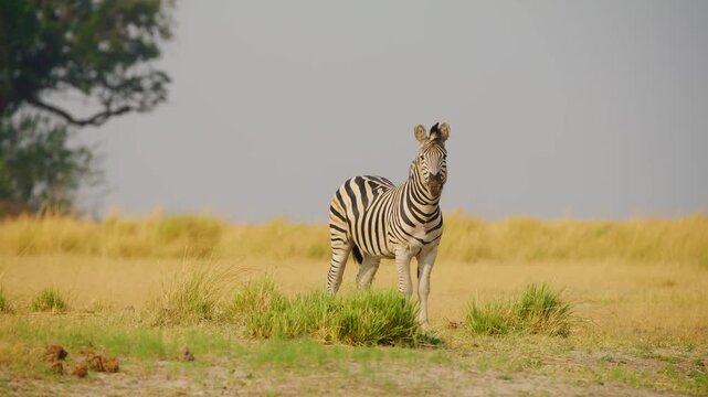 A zebra standing still and looking at the camera.