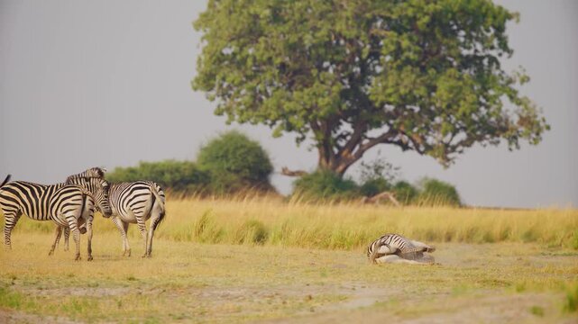 Footage of a zebra stretching his body.