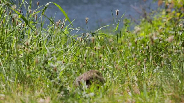 Columbian ground squirrel, Urocitellus columbianus, standing in the grass