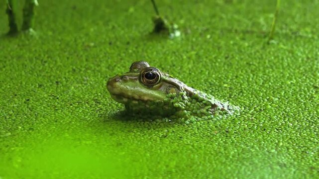 Green Frog Peeking Out from Duckweed Covered Pond Water