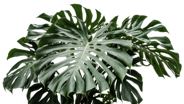 Isolated vibrant green Monstera Deliciosa houseplant with large, iconic tropical jungle leaves