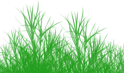 Naklejka premium Green grass blades illustration on transparent background