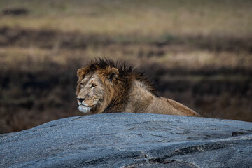 Lion in the Serengeti  © jkc916