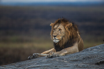 Lion in the Serengeti  © jkc916