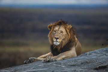 Lion in the Serengeti  © jkc916
