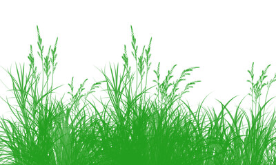 Fototapeta premium Green grass blades and stems illustration on transparent background