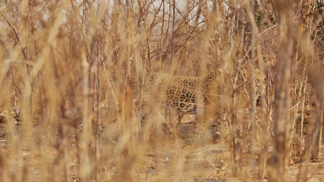 A rare footage of an African Leopard (Panthera pardus) Walking through bushes.