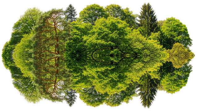 Isolated group of diverse green trees and pine forest reflected, vibrant spring foliage