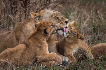 Lions in the Serengeti  © jkc916