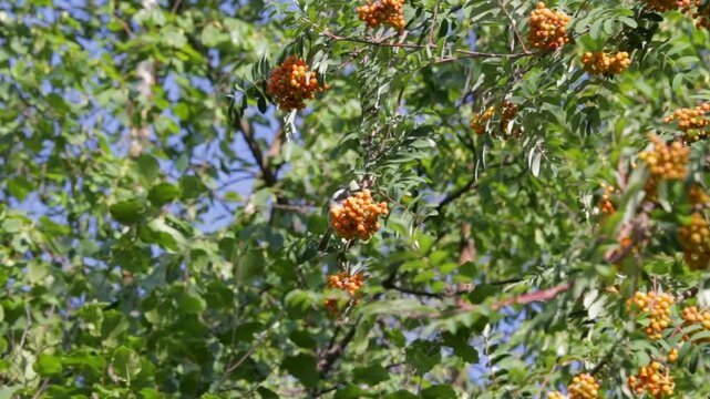 Black-capped chickadee, Poecile atricapillus, on berries in mountain ash tree