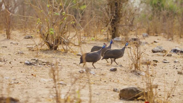 A flock of helmeted guineafowl (Numida meleagris) moving towards the river to drink water.