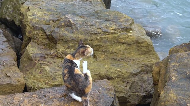 A lovely stray calico cat sitting on a large rocky stone near the ocean water shore and grooming its fur