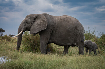 Fototapeta premium Mother and Calf African Elephants in the Serengeti 
