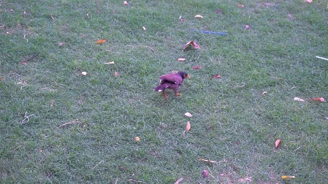 A single dark feathered wild bird cuckoo walking around actively on a green grass lawn scattered with fallen leaves