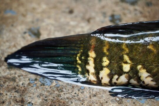 Close-Up of Striped Snakehead Fish Tail and Scales with Natural Pattern