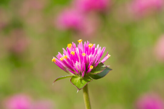 Pink flower macro blurred background green stem wildflower blossom petals bloom nature closeup