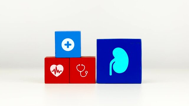 The doctor's hand displays a cube with a kidney icon. Concept of kidney health awareness and preventing chronic kidney disease and kidney deterioration