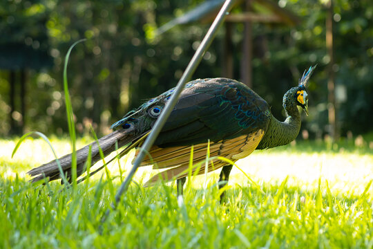 Peacock bird grass garden sunlight nature wildlife outdoor scene, colorful feather detail as elegant animal forage on lawn with soft bokeh background in summer park