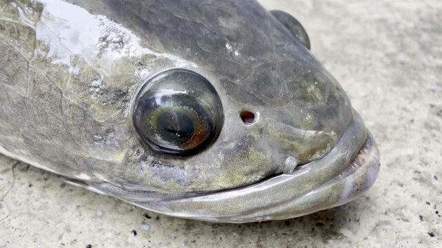 Close-Up Video of Live Striped Snakehead Fish, rotating its eyes