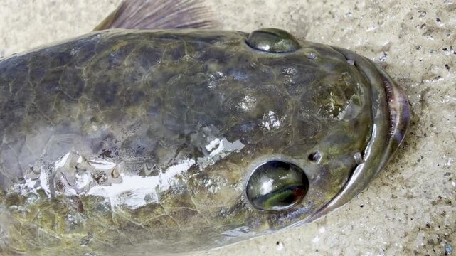Close-Up Video of Live Striped Snakehead Fish, rotating its eyes