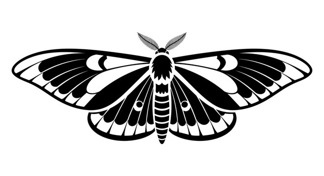 Black and white vector illustration of a moth with detailed patterned wings and feathery antennae, representing insects, nature, wildlife, and decorative art.