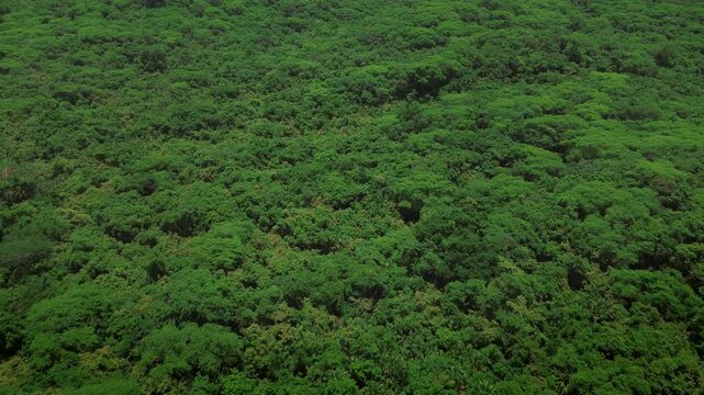Drone forward approach of tropical forest canopy revealing mountain horizon and verdant landscape in pristine natural environment