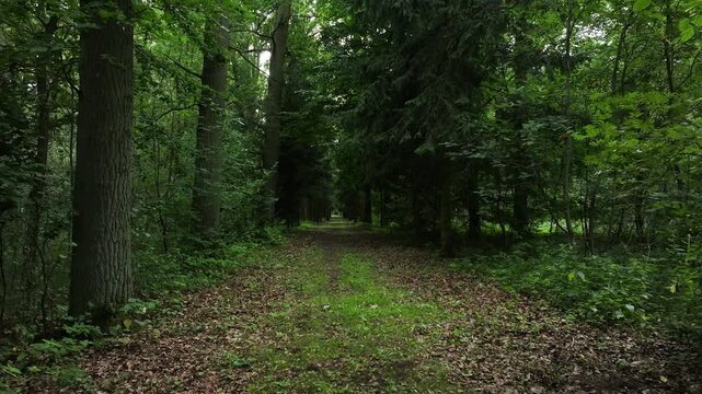 Aerial green forest path trees Poland fast. Rural country village forest. Location of murder of Polish citizen by German soldiers, WW II. Memorial trail to mass graves prisoner of war (POW) camp.