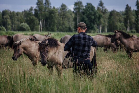 A male photographer in the wild with a camera takes pictures of wild tarpan horses