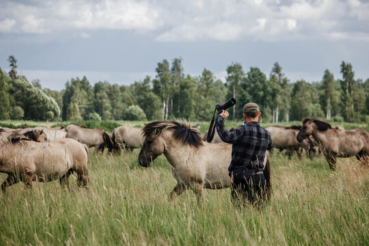 A male photographer in the wild with a camera takes pictures of wild tarpan horses