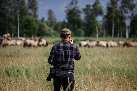 A male photographer in the wild with a camera takes pictures of wild tarpan horses