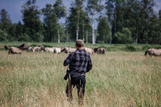 A male photographer in the wild with a camera takes pictures of wild tarpan horses