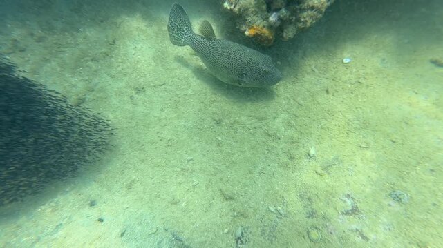 A map pufferfish swims over a rocky sandy seabed with boulders and sea urchins. Marine wildlife.