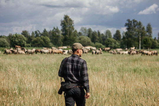 A male photographer in the wild with a camera takes pictures of wild tarpan horses
